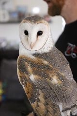 Barkly Hall owl (002).jpg