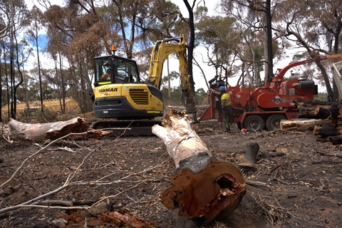 Contractors removing unsafe trees in the Main Lead area.