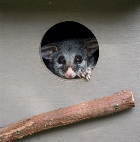 habitat-box-design.jpg