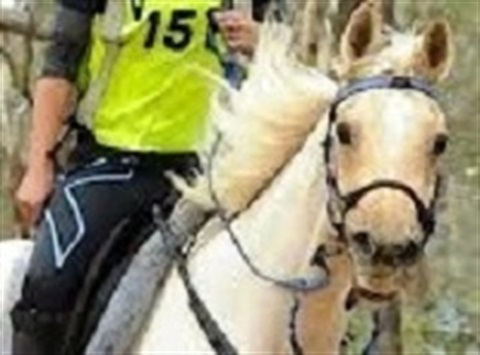 EVENT 268 - photo.image-horse - cropped3.jpg