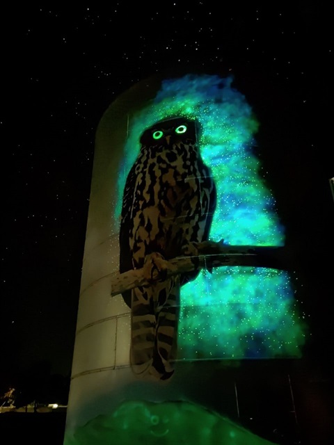 Barking Owl 275609930_1616797012025357_5306784737334288791_n.jpg