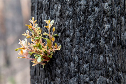 A small shoot of green regrowth appears from a blackened tree.