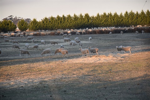 A paddock in the late afternoon with sheep, in the background is a row of trees