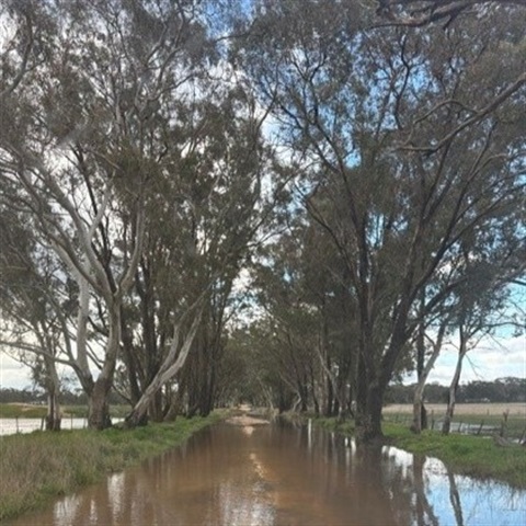 Looking down a flooded road, trees line both sides of the road under a stretch of grass. 