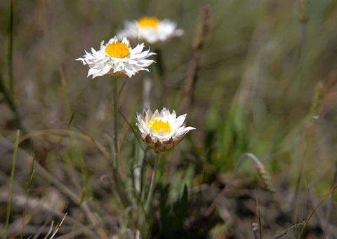 Leucochrysum-albicans-subsp.-tricolor_sml.jpg