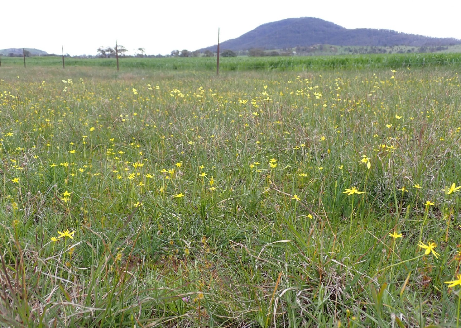 Mount-Cole-wildflowers.jpg