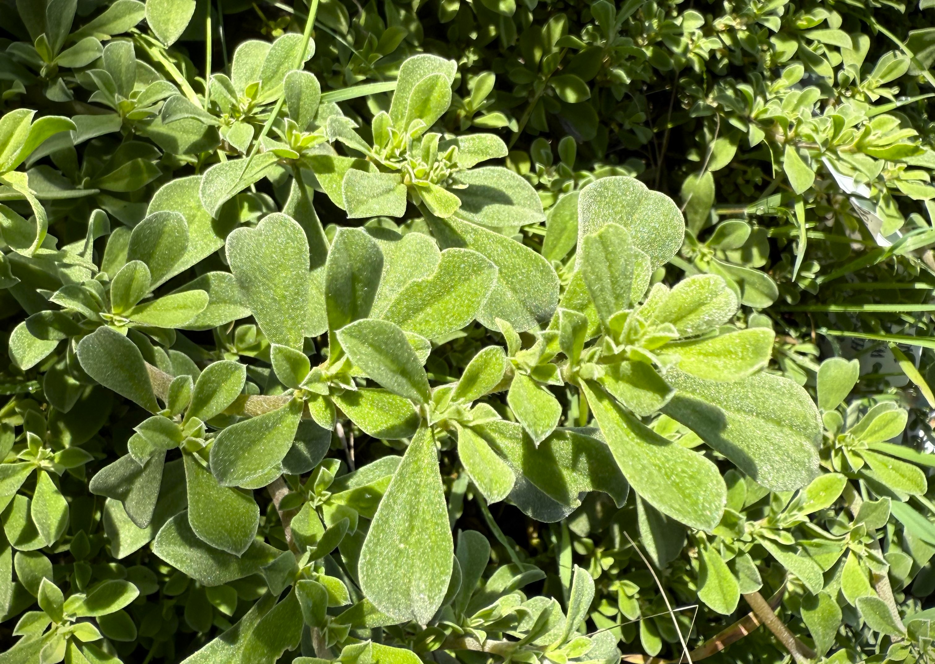 Aizoon-pubescens_Galenia.jpg