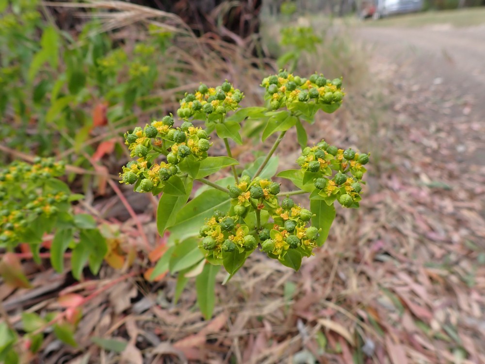 Balkan-Spurge.jpg