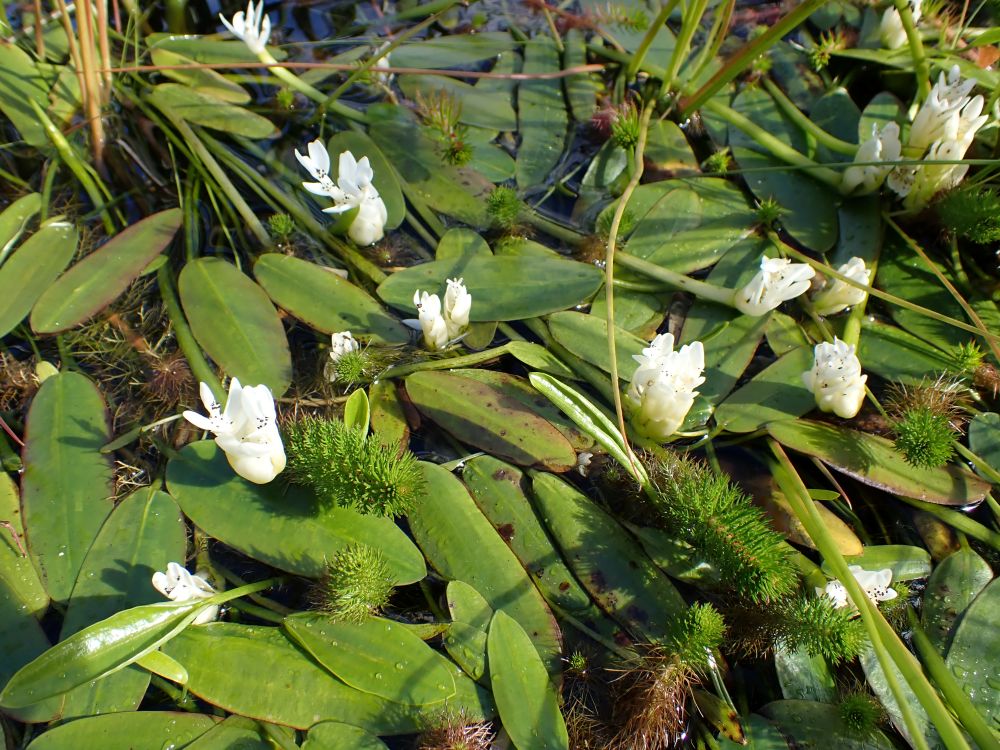 Cape-Pond-Lilly_website.jpg