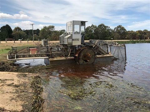 Lake weeding web.JPG