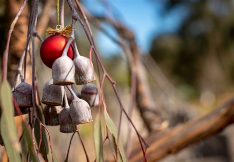 Merry-Christmas-Gumnut.jpeg
