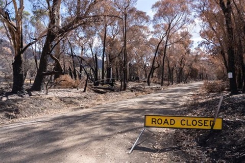 bushfire-6_1.jpg