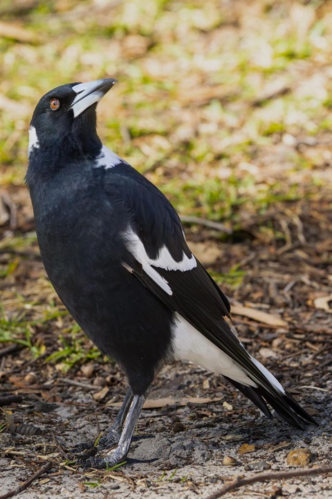 A magpie on the ground looking into the camera